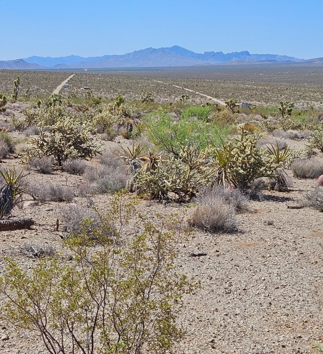 3321 Coral Tree Drive photo 1