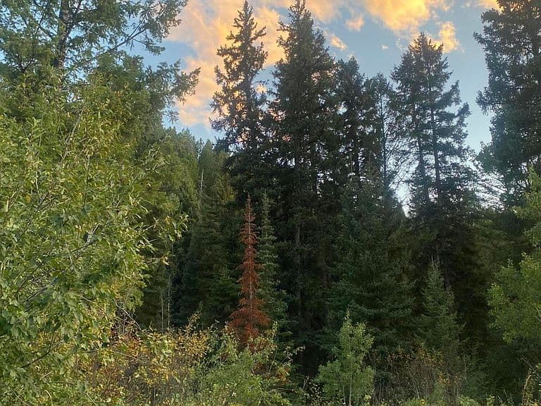 466 Willow Creek Canyon Rd photo 5