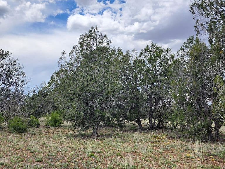 97C W Rattlesnake Rd photo 5