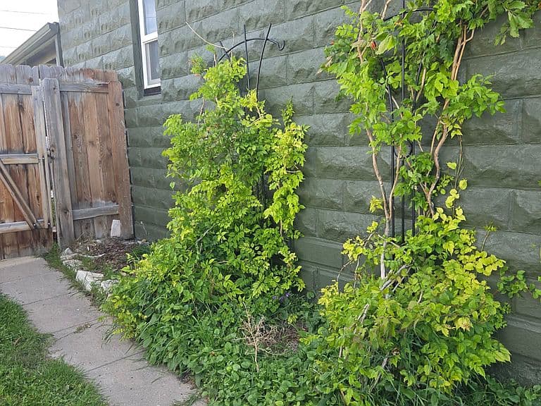 1459 Wilder Ave photo 5