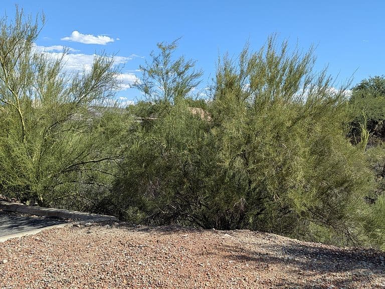 2749 W Avenida Azahar photo 4