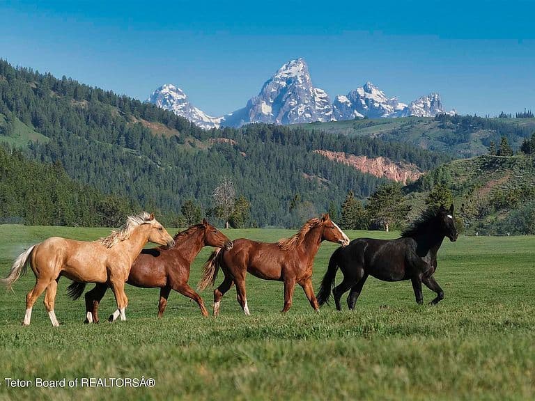 15400 Gros Ventre Trl photo 4
