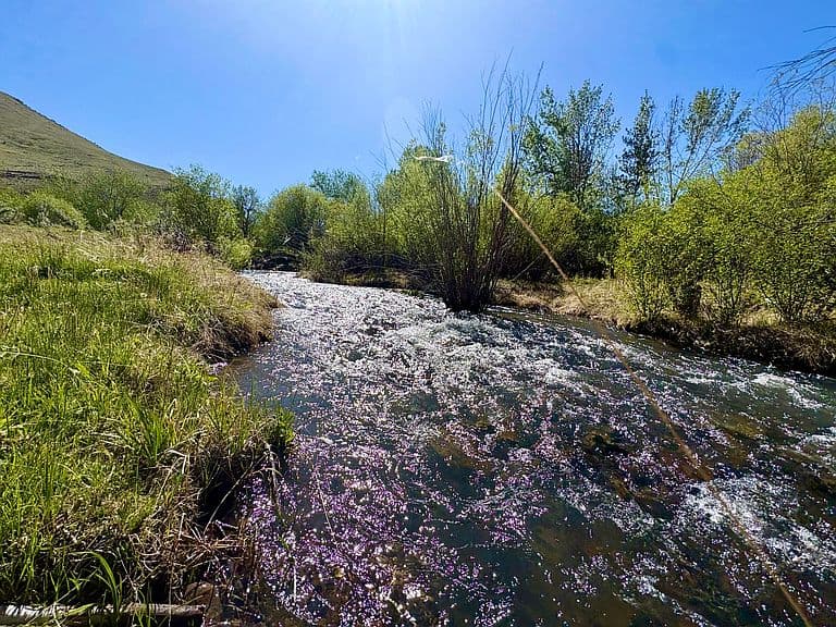 9885 Challis Creek Rd photo 3
