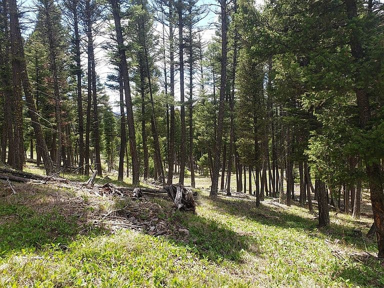 513 Spruce Gulch Rd photo 5