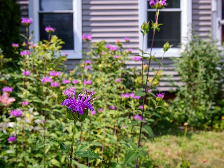 85 Highland Avenue photo 3