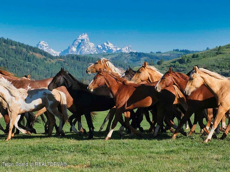15400 Gros Ventre Trl photo 2