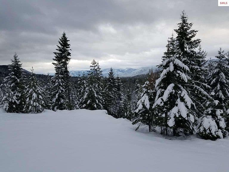 439 Usfs #2295A photo 4
